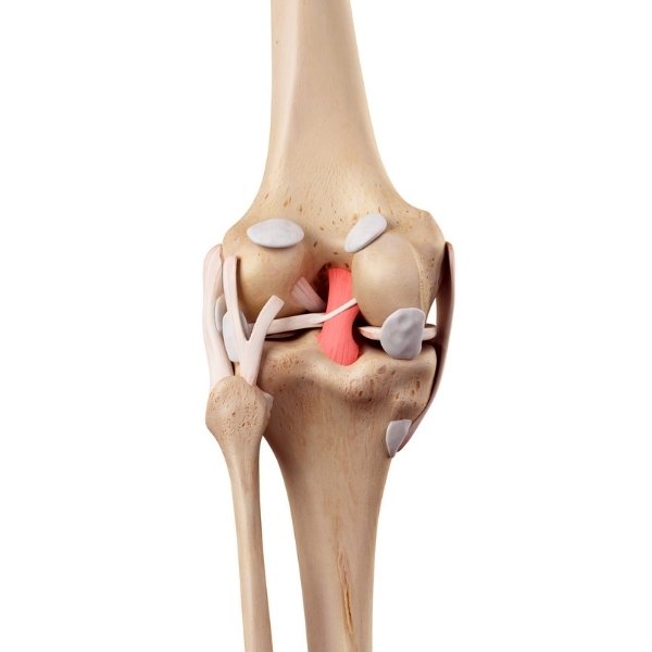 Tratamiento de Ligamento Cruzado Posterior en Santa Cruz